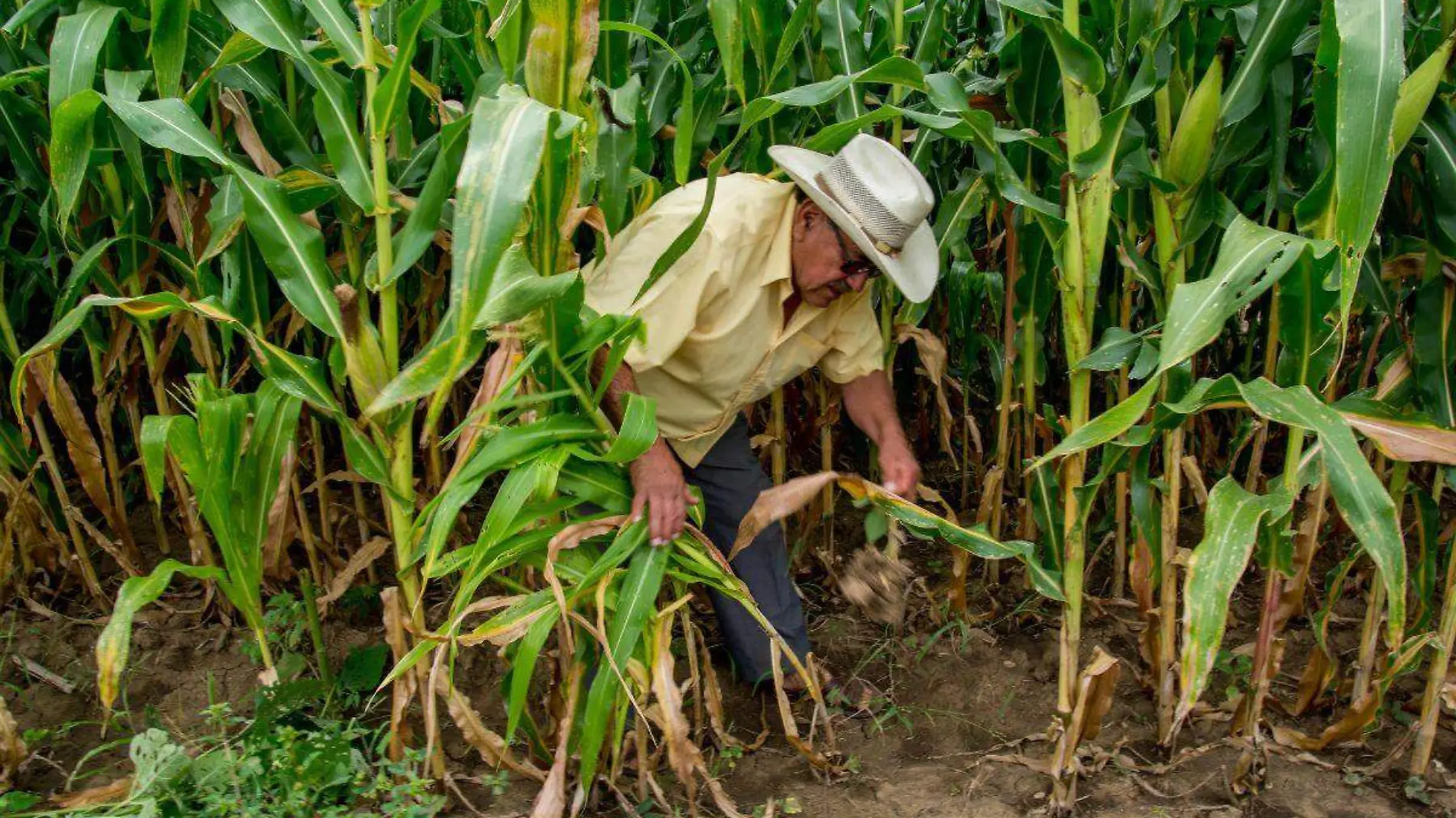 Concamin pide evitar consecuencias sobre productores por panel  sobre maíz transgénico